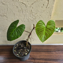 Load image into Gallery viewer, #H47 Philodendron Majestic