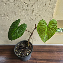 Load image into Gallery viewer, #H47 Philodendron Majestic