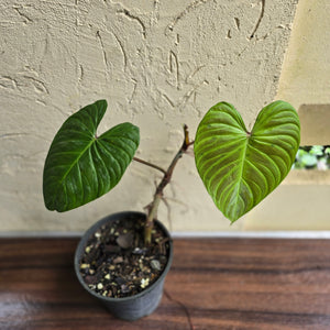 #H47 Philodendron Majestic
