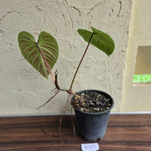 Load image into Gallery viewer, #H47 Philodendron Majestic