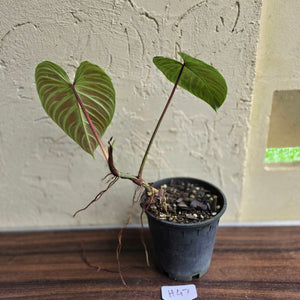 #H47 Philodendron Majestic