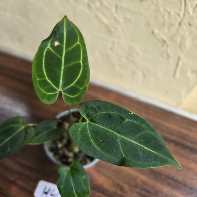 #H44 Anthurium (Forgetii x Crystallinum) x Black Sensation