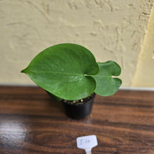 Load image into Gallery viewer, #i64 Flowering Amydrium Humile