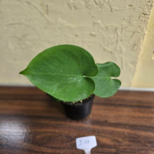 Load image into Gallery viewer, #i64 Flowering Amydrium Humile