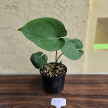 Load image into Gallery viewer, #i64 Flowering Amydrium Humile