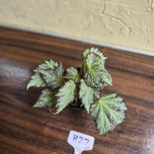 Load image into Gallery viewer, #H27 Begonia Blanche