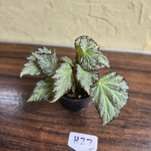 Load image into Gallery viewer, #H27 Begonia Blanche