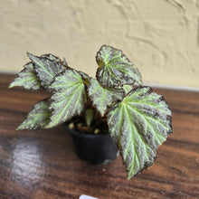 Load image into Gallery viewer, #H27 Begonia Blanche