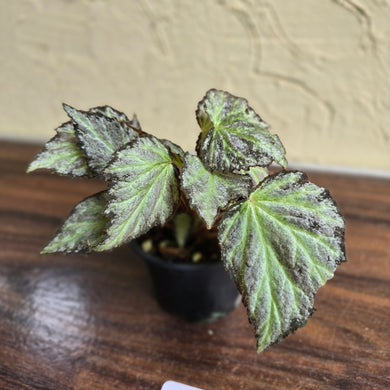 #H27 Begonia Blanche