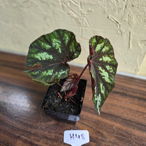 #H48 Begonia Silver Legend