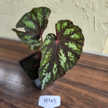 Load image into Gallery viewer, #H48 Begonia Silver Legend