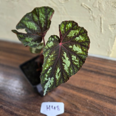 #H48 Begonia Silver Legend