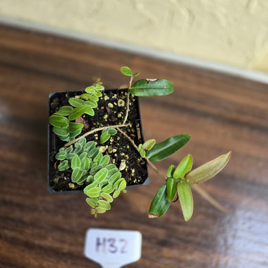 #H32 Marcgravia Umbellata