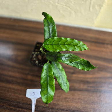 #23 Hoya Villosa
