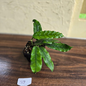 #23 Hoya Villosa