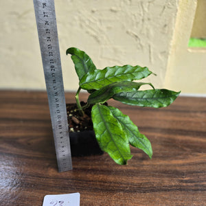 #23 Hoya Villosa