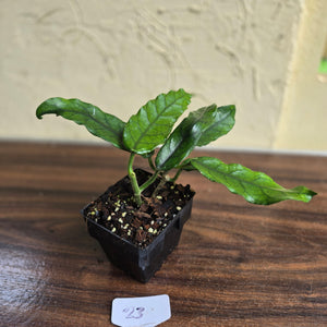 #23 Hoya Villosa