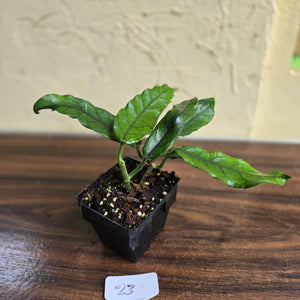 #23 Hoya Villosa