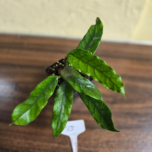 #23 Hoya Villosa