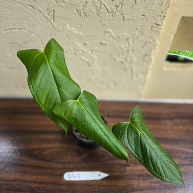 #S43 Anthurium Truncicola x Forgetii