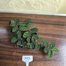 Load image into Gallery viewer, #H51 Pellionia Pulchra