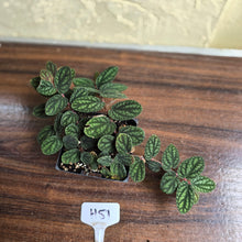 Load image into Gallery viewer, #H51 Pellionia Pulchra