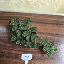 Load image into Gallery viewer, #H51 Pellionia Pulchra