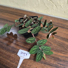 Load image into Gallery viewer, #H51 Pellionia Pulchra