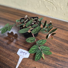 Load image into Gallery viewer, #H51 Pellionia Pulchra