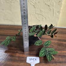 Load image into Gallery viewer, #H51 Pellionia Pulchra