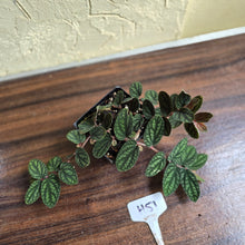 Load image into Gallery viewer, #H51 Pellionia Pulchra