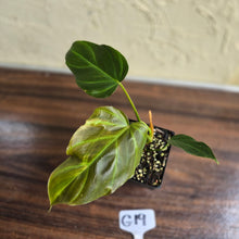 Load image into Gallery viewer, #G19 Philodendron Corsinianum / Bronze Shield