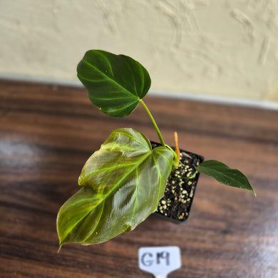 #G19 Philodendron Corsinianum / Bronze Shield