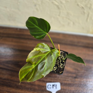 #G19 Philodendron Corsinianum / Bronze Shield