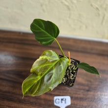 Load image into Gallery viewer, #G19 Philodendron Corsinianum / Bronze Shield