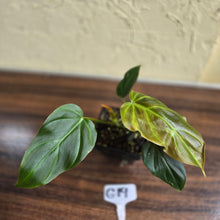 Load image into Gallery viewer, #G19 Philodendron Corsinianum / Bronze Shield