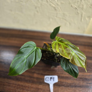 #G19 Philodendron Corsinianum / Bronze Shield