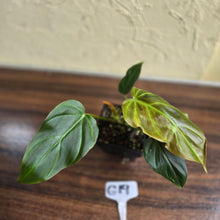 Load image into Gallery viewer, #G19 Philodendron Corsinianum / Bronze Shield