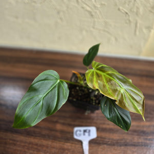 #G19 Philodendron Corsinianum / Bronze Shield