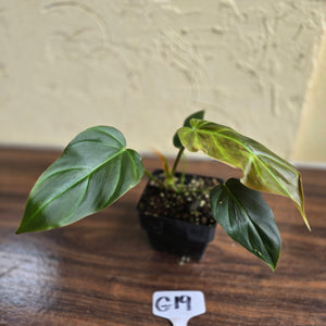 #G19 Philodendron Corsinianum / Bronze Shield