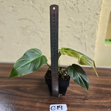 Load image into Gallery viewer, #G19 Philodendron Corsinianum / Bronze Shield