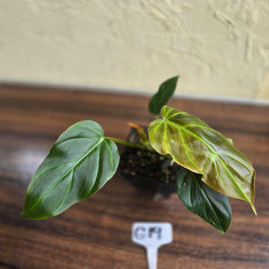 #G19 Philodendron Corsinianum / Bronze Shield