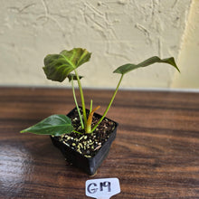 Load image into Gallery viewer, #G19 Philodendron Corsinianum / Bronze Shield