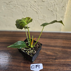 #G19 Philodendron Corsinianum / Bronze Shield