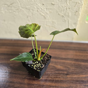 #G19 Philodendron Corsinianum / Bronze Shield