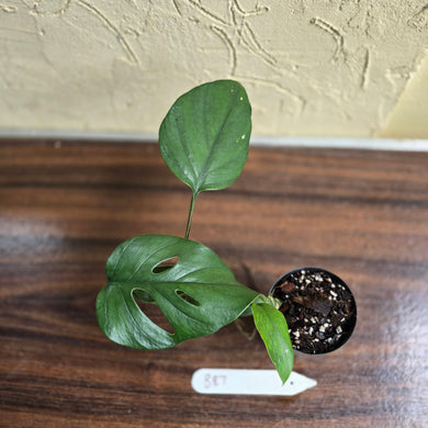 #B87 Rhaphidophora Pertusa