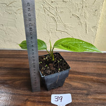 Load image into Gallery viewer, #39 Tacca Integrifolia - Pure White Bat Plant