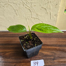 Load image into Gallery viewer, #39 Tacca Integrifolia - Pure White Bat Plant