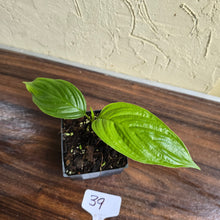 Load image into Gallery viewer, #39 Tacca Integrifolia - Pure White Bat Plant