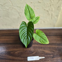 Load image into Gallery viewer, #D998 Philodendron Furcatum